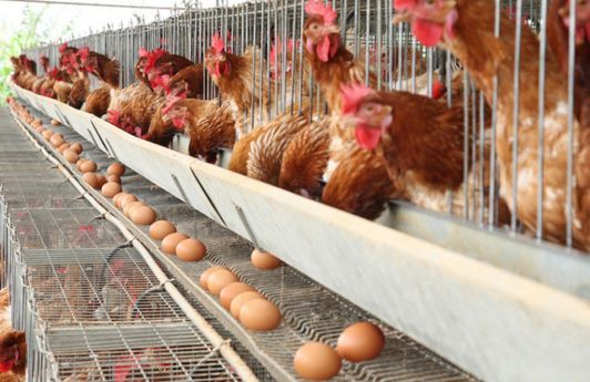 20180802105133aviario